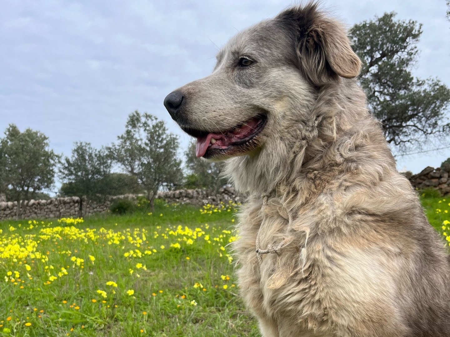 Adotta un cane, taglia grande, femmina, Bari