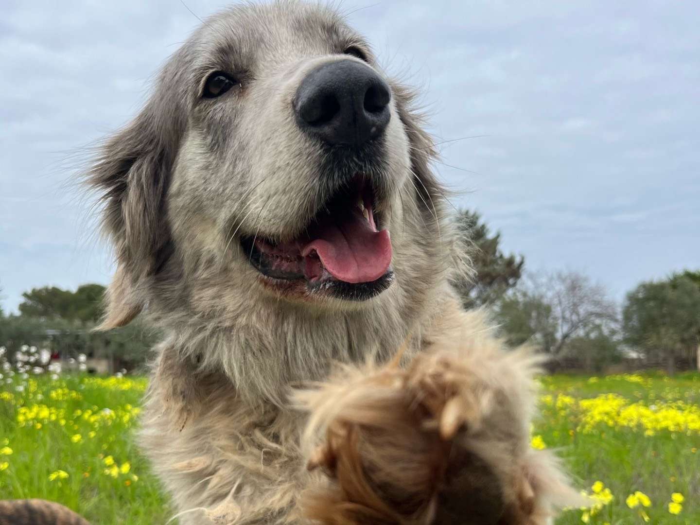 Vuoi adottare un cane a Bari?