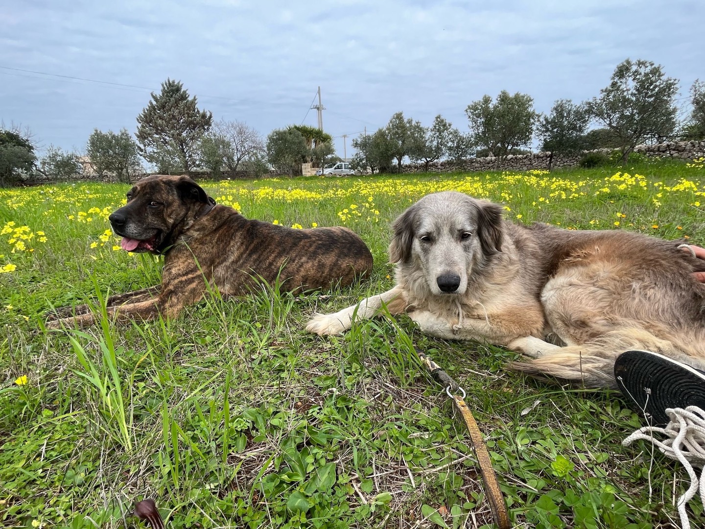 Adotta il cane Lara a Bari