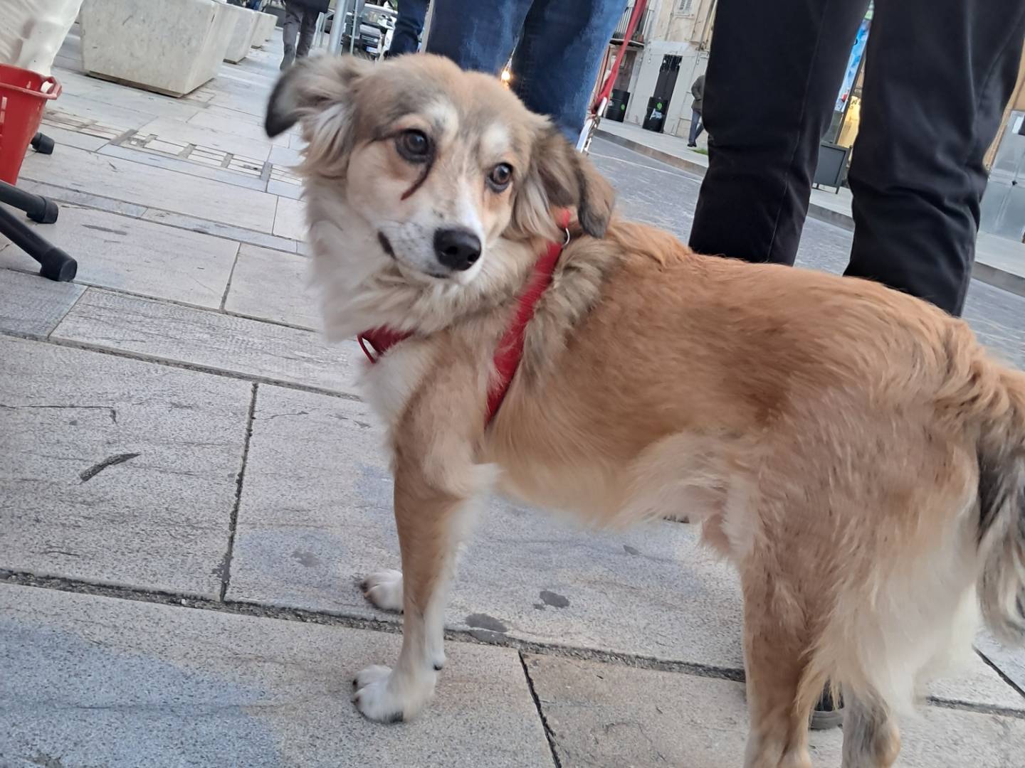 Foto dell'animale