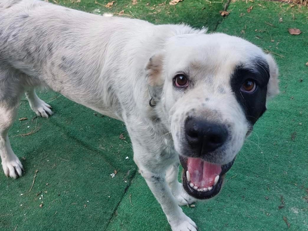 Adotta un cane, taglia gigante, femmina, Savona