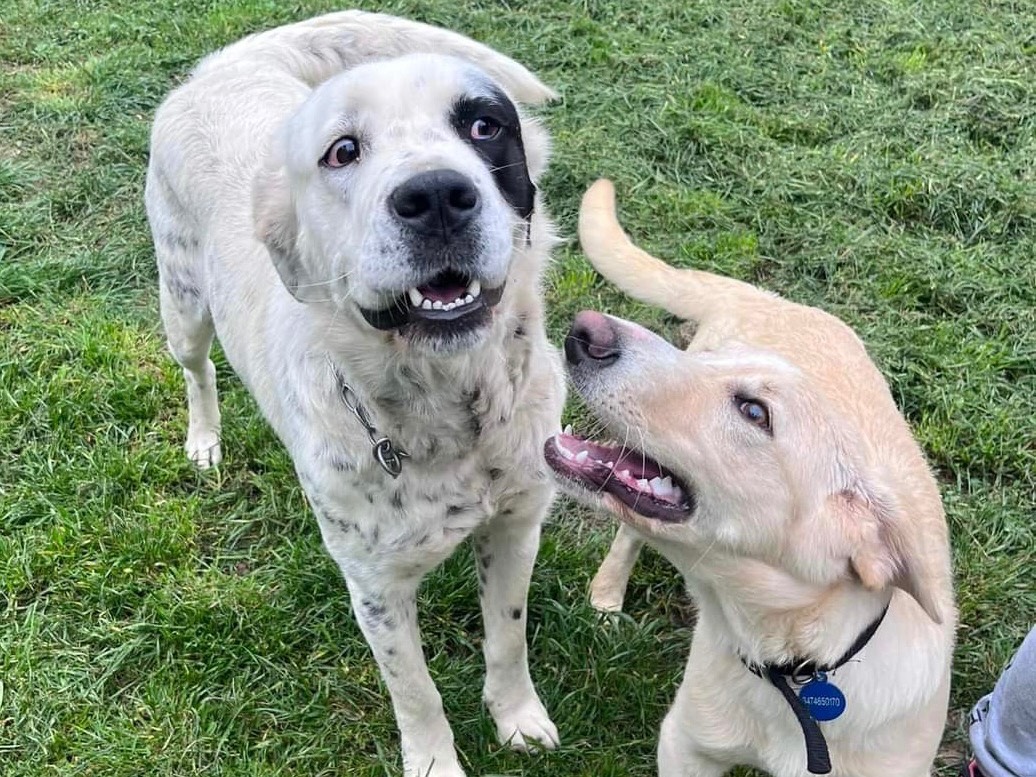 Vuoi adottare un cane a Savona?