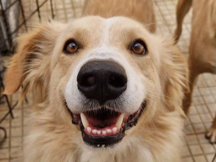 Foto dell'animale