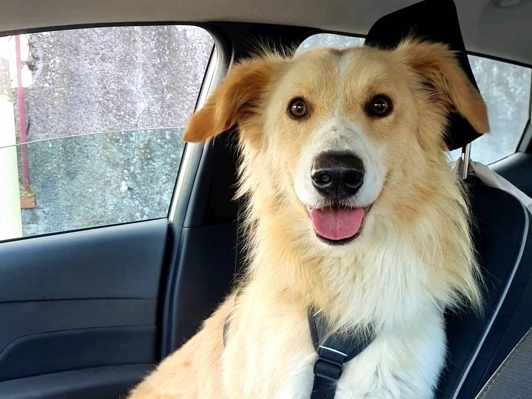Vuoi adottare un cane a Catania?