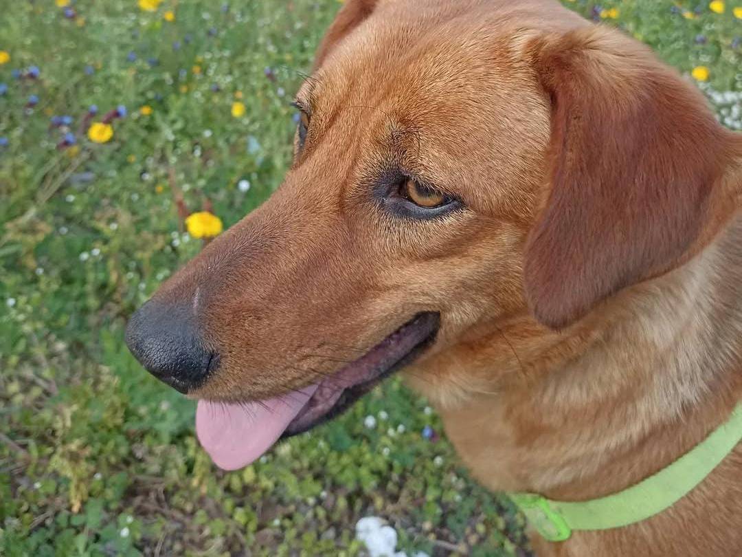 Adotta un cane, femmina, 1 anno e 7 mesi , Napoli