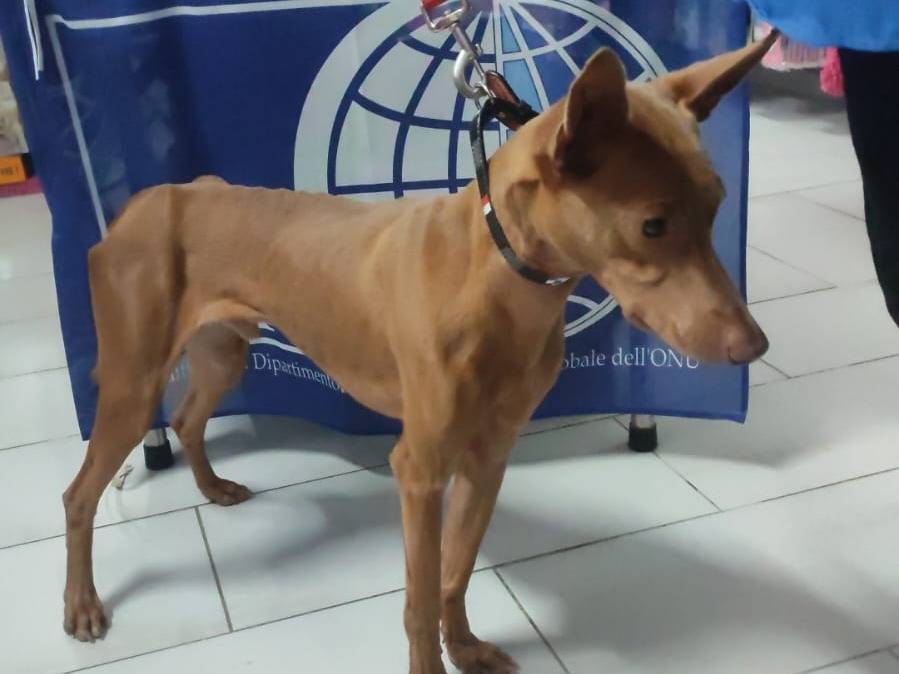 Foto dell'animale