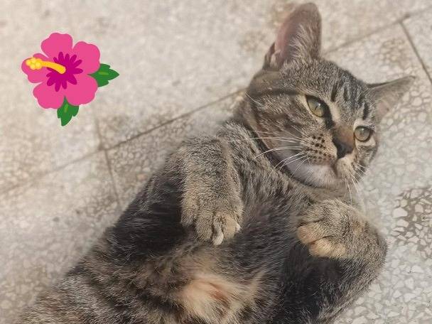 Vuoi adottare un gatto a Parma?