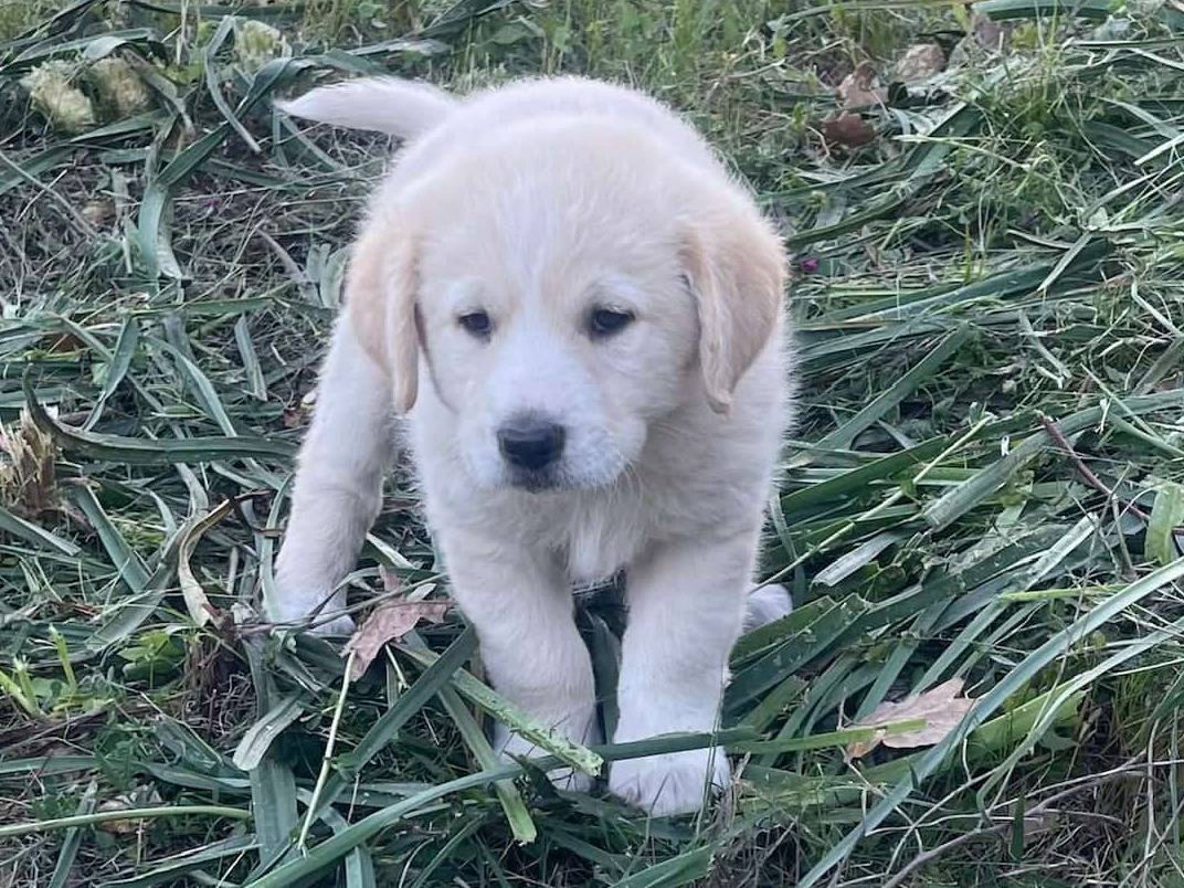 Adotta un cane, maschio, 9 mesi, Piacenza