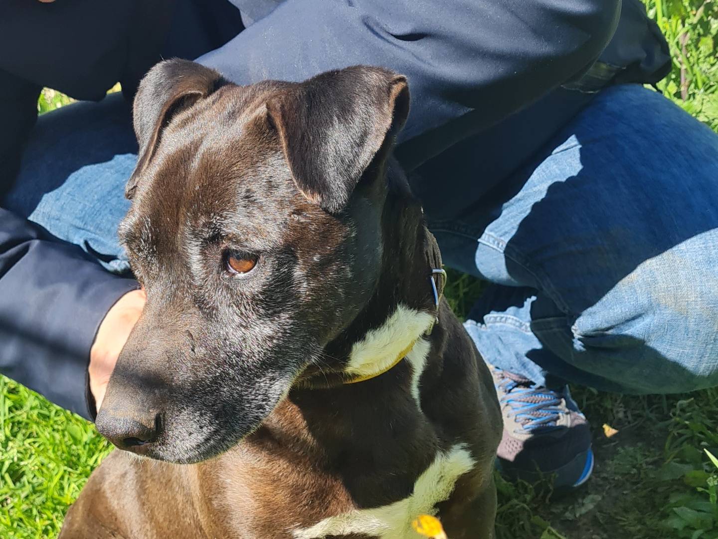 Adotta un cane, maschio, 9 anni  e 11 mesi , Vibo