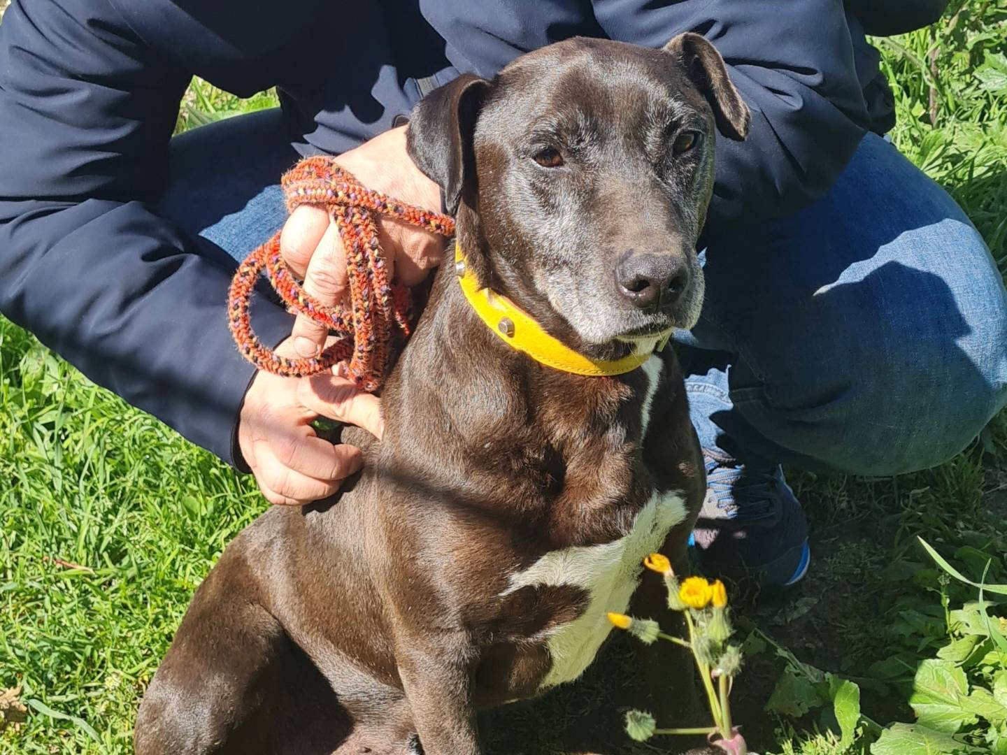 Adotta un cane, taglia media, maschio, Vibo
