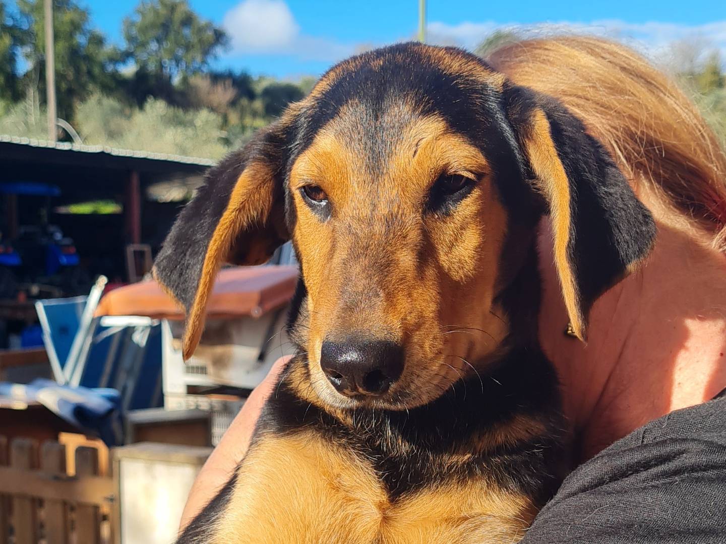 Adotta un cane, maschio, 6 mesi, Vibo