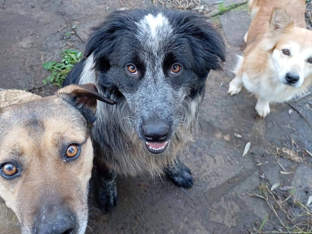 Adotta un cane, femmina, 10 mesi, Vibo