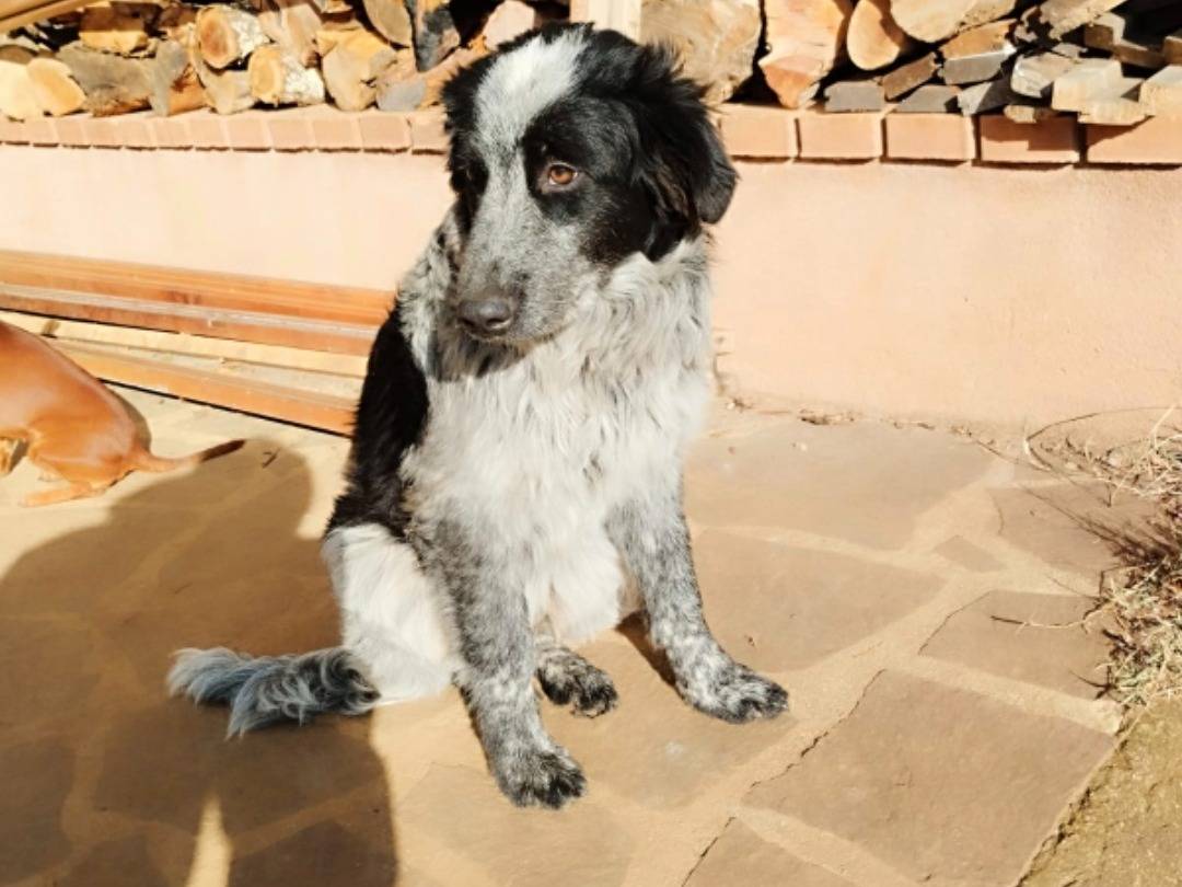 Adotta un cane, taglia media, femmina, Vibo