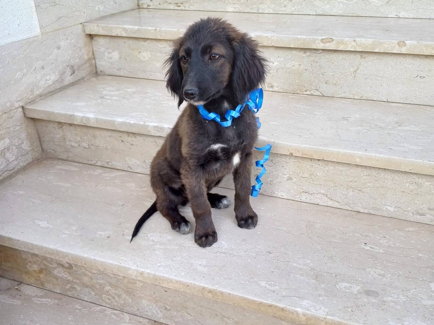 Adotta un cane, maschio, 6 mesi, Salerno
