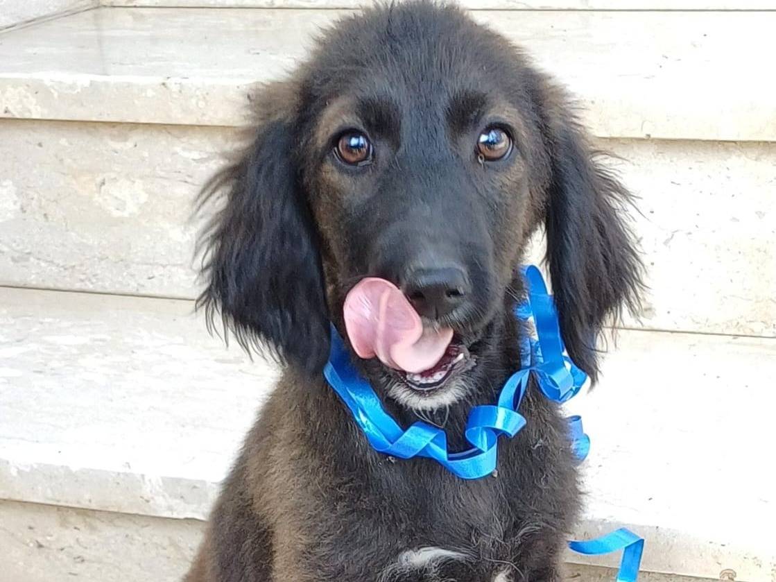 Adotta un cane, taglia media contenuta, maschio, Salerno