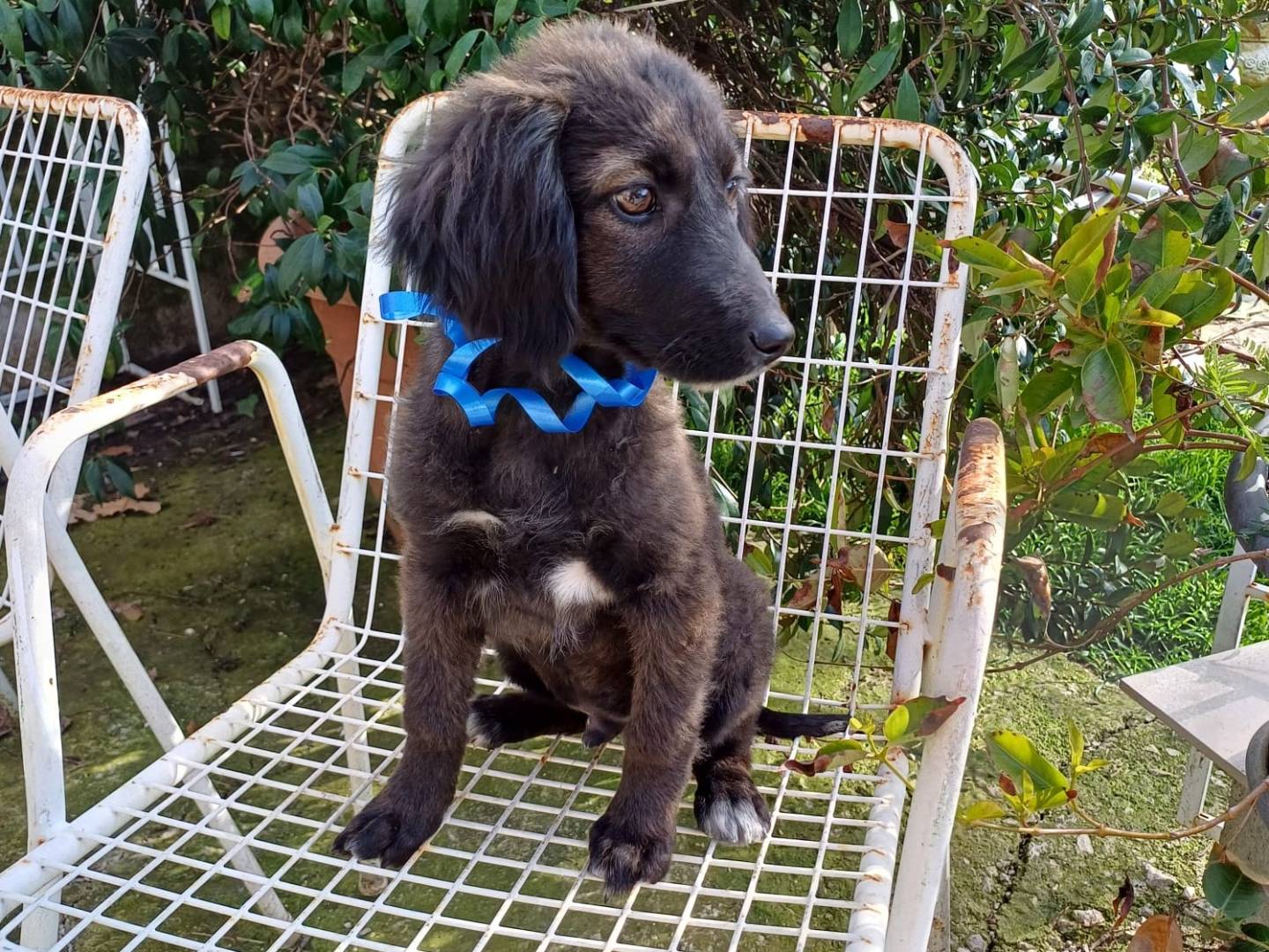 Vuoi adottare un cane a Salerno?