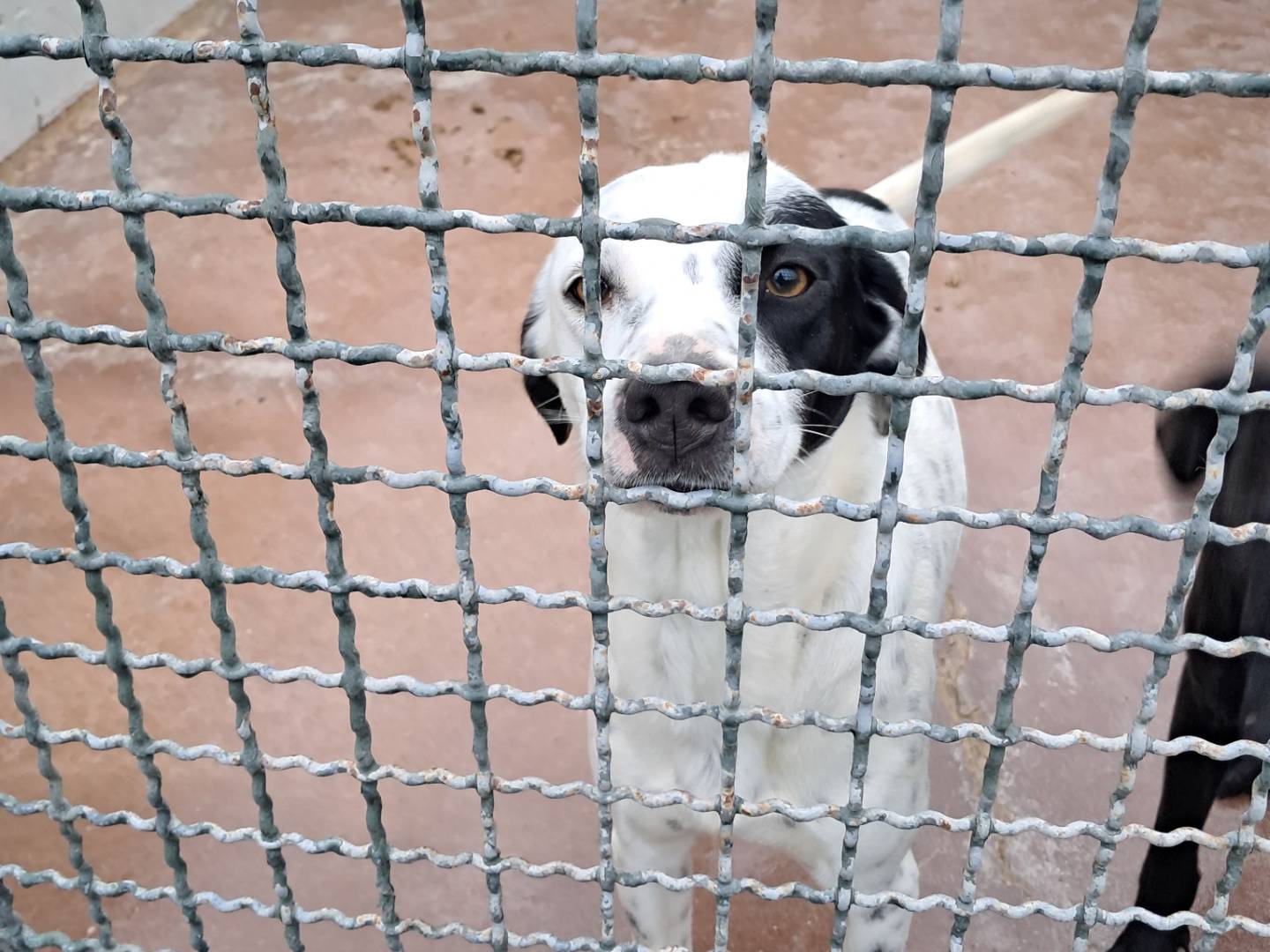 Foto dell'animale