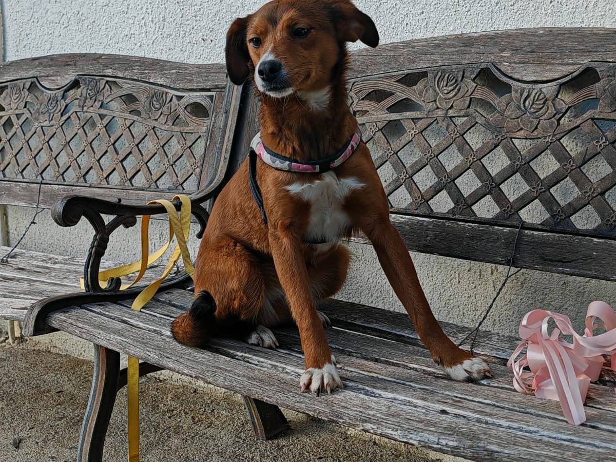 Foto dell'animale