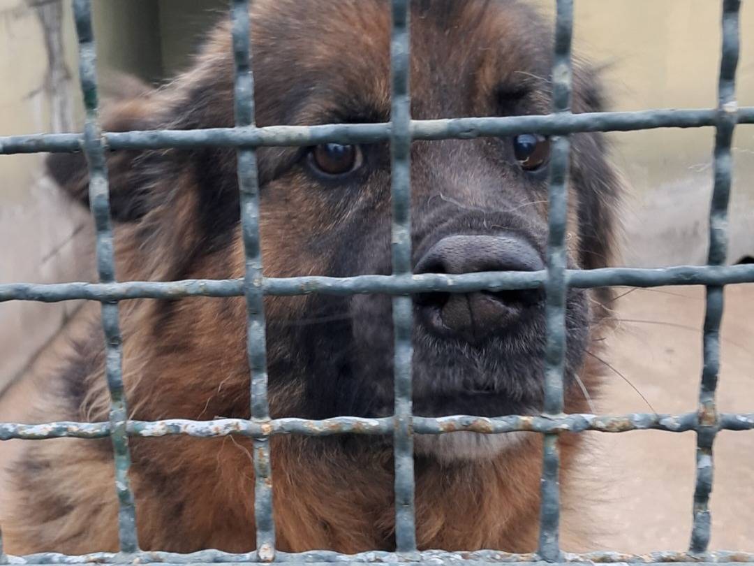 Adotta un cane, maschio, 6 anni  e 11 mesi , Caserta