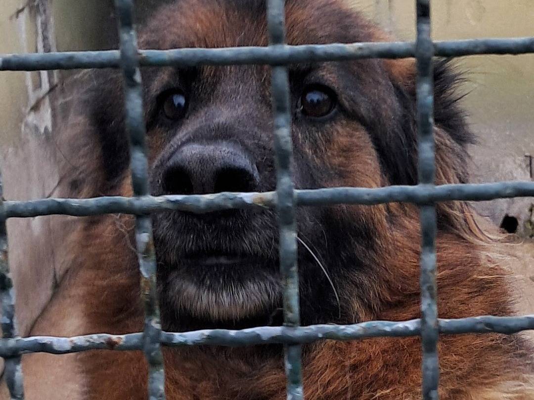 Adotta un cane, taglia grande, maschio, Caserta