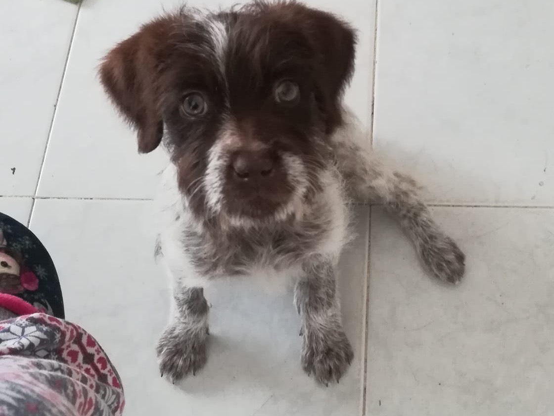 Adozione cane, femmina, Razza sconosciuta Razza sconosciuta, 1 mesi, taglia media, Salerno