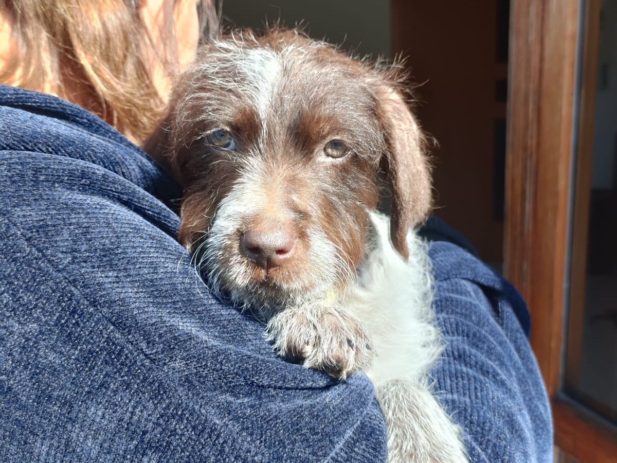Adotta un cane, femmina, 1 mesi, Salerno