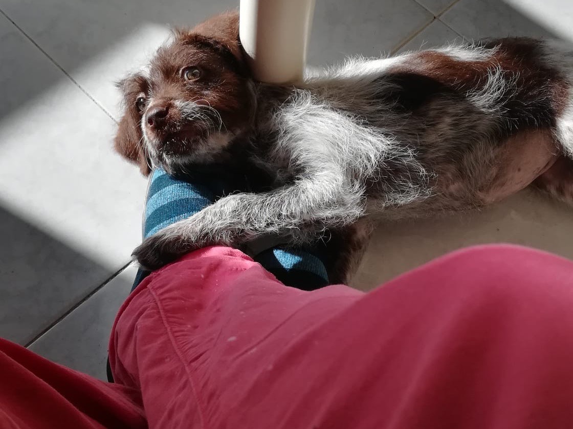 Vuoi adottare un cane a Salerno?