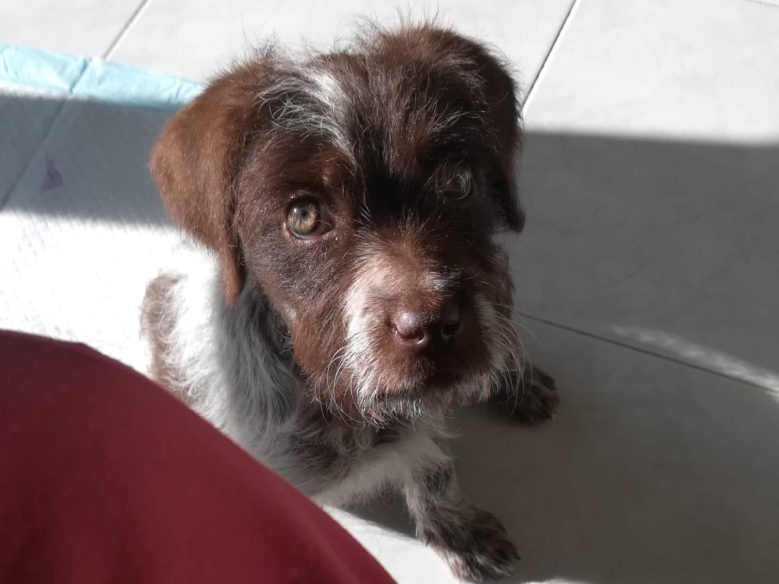 Adotta il cane Titti a Salerno