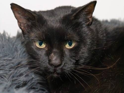 Adozione gatto, maschio, Razza sconosciuta Razza sconosciuta, 4 anni  e 8 mesi , taglia non valida, Monza