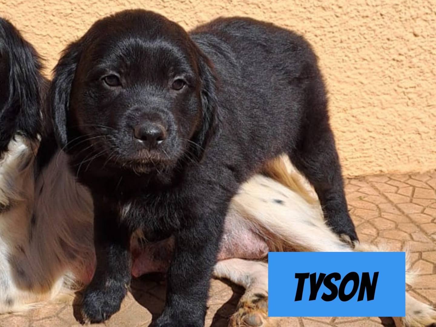 Adotta un cane, maschio, 1 anno e 2 mesi, Bari