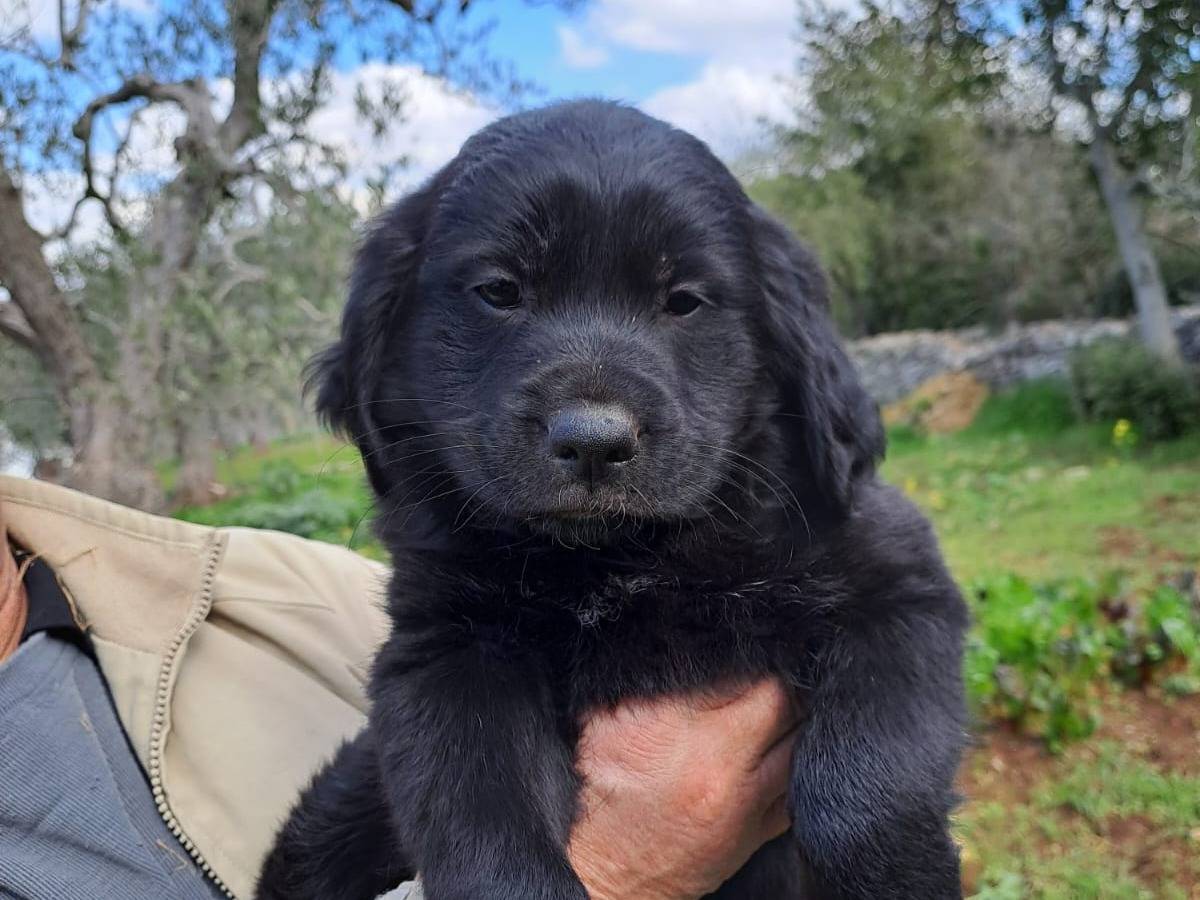 Vuoi adottare un cane a Bari?