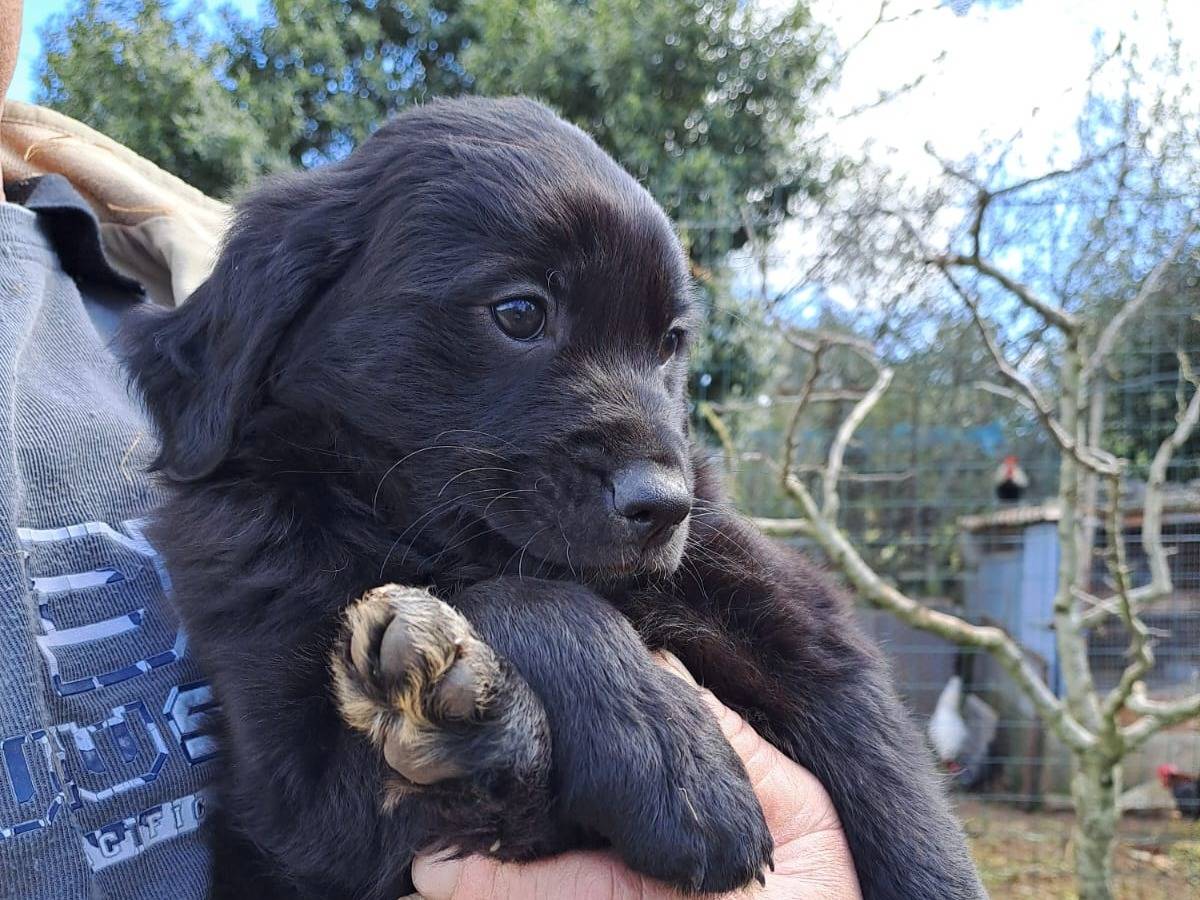 Adotta il cane Tyson a Bari