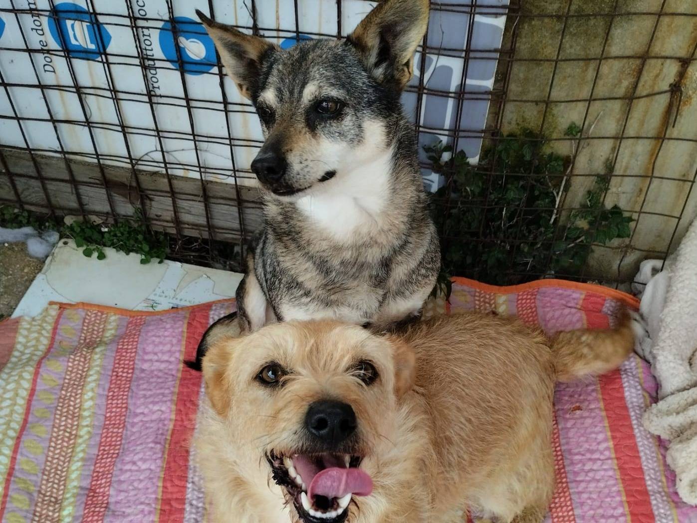 Adozione cane, femmina, Razza sconosciuta Razza sconosciuta, 1 anno e 6 mesi , taglia piccola, Bari