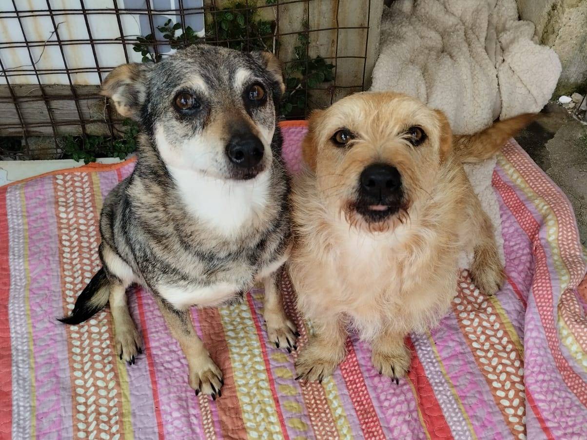 Adotta un cane, femmina, 1 anno e 6 mesi , Bari