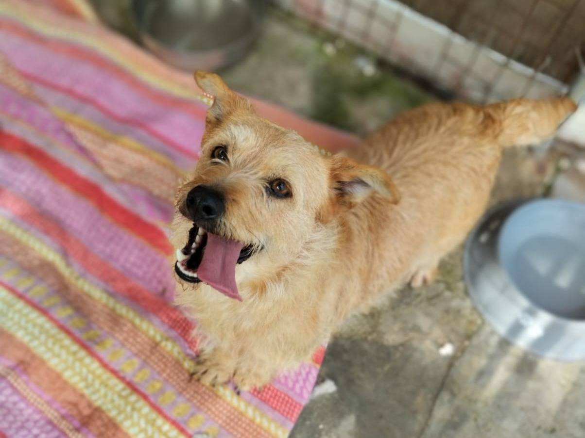 Vuoi adottare un cane a Bari?