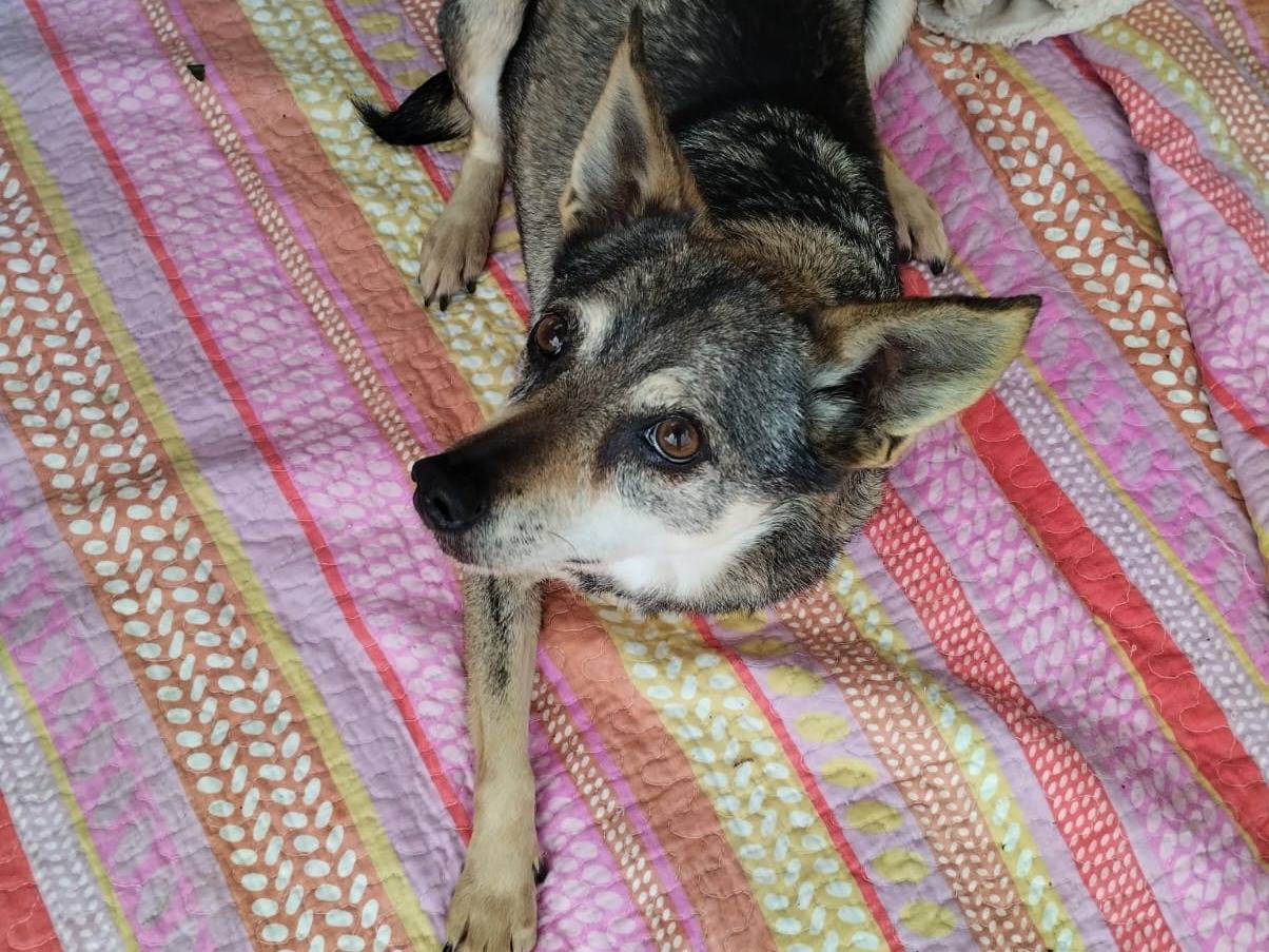 Adotta il cane Lola e Desy a Bari