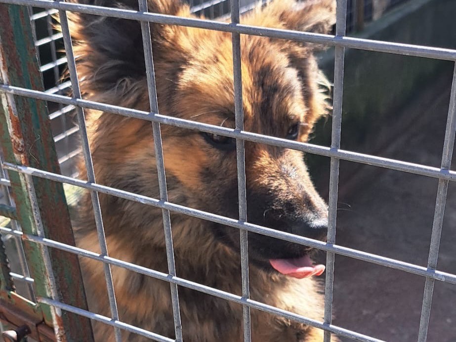 Adotta un cane, maschio, 11 mesi, Vibo