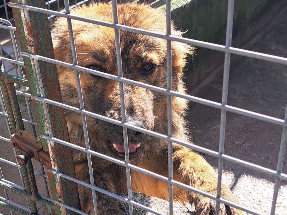 Adotta un cane, taglia media, maschio, Vibo