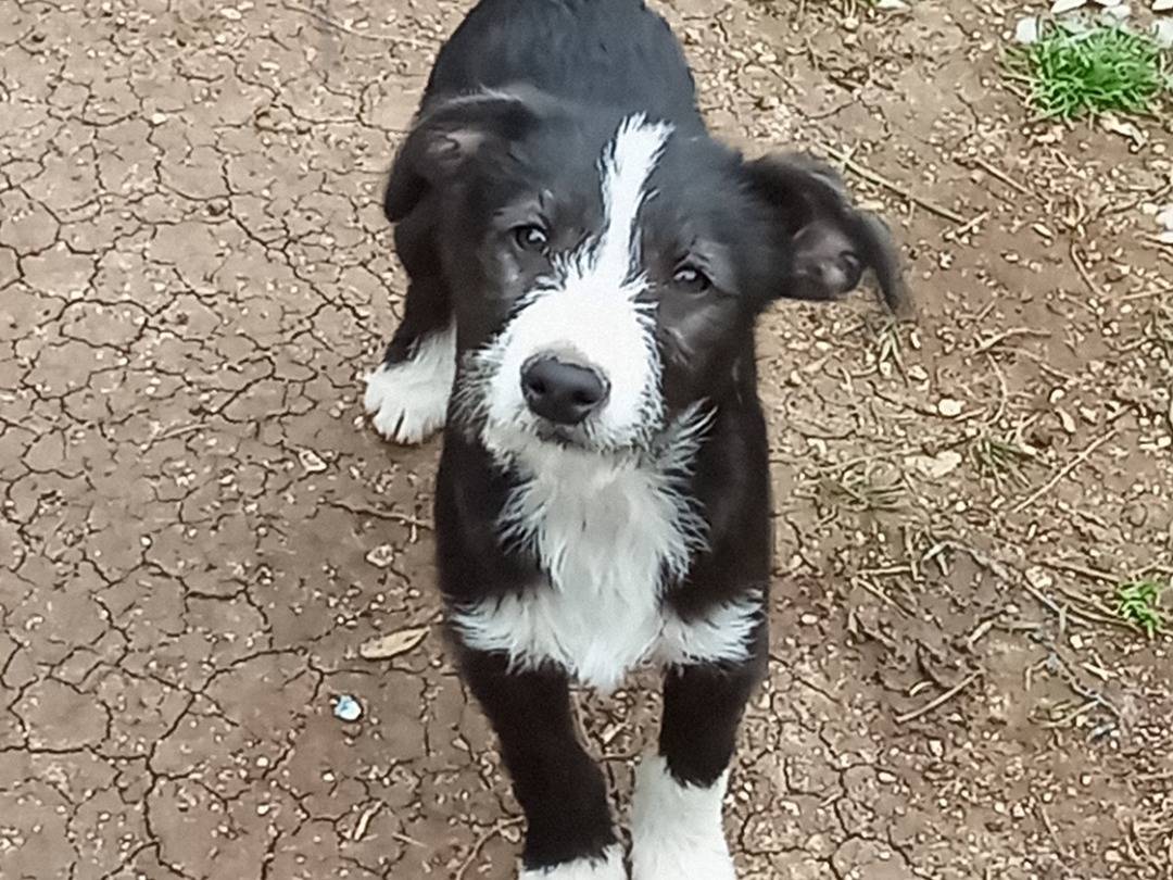 Foto dell'animale