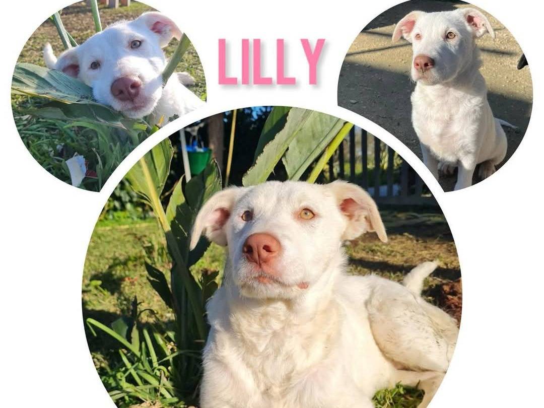 Adotta un cane, taglia media, femmina, Trapani