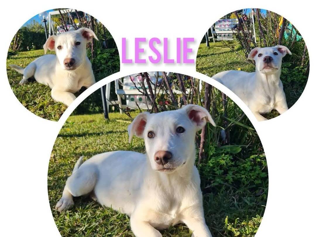 Adotta il cane Lucky Lilly Lillo Lolita Lesli a Trapani