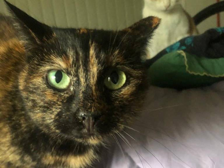 Adotta un gatto, taglia non valida, femmina, Parma