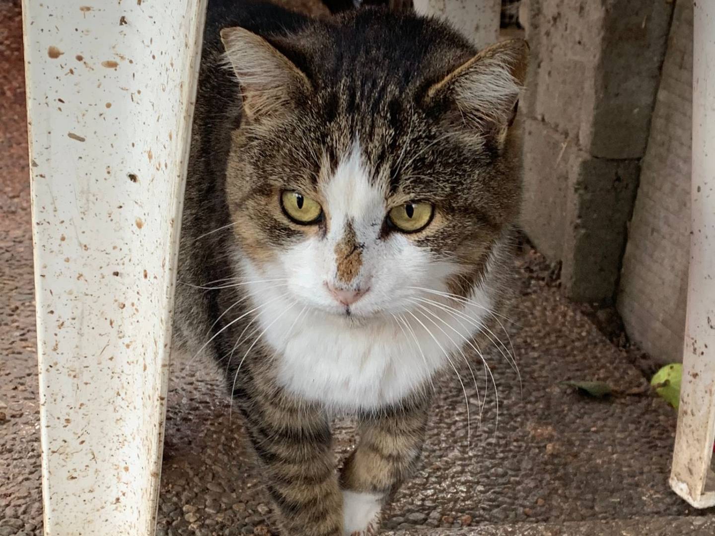 Foto dell'animale
