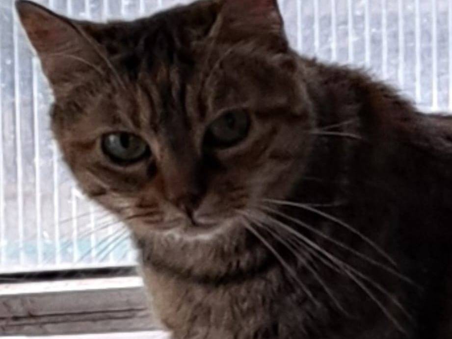 Foto dell'animale