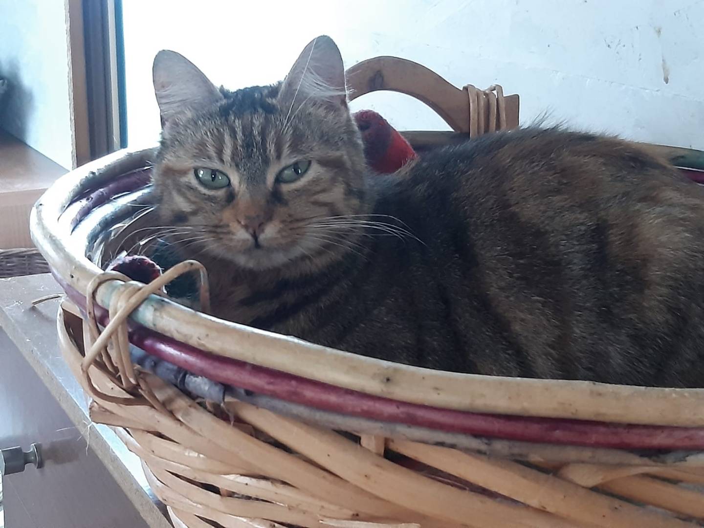 Adotta un gatto, taglia non valida, femmina, Parma