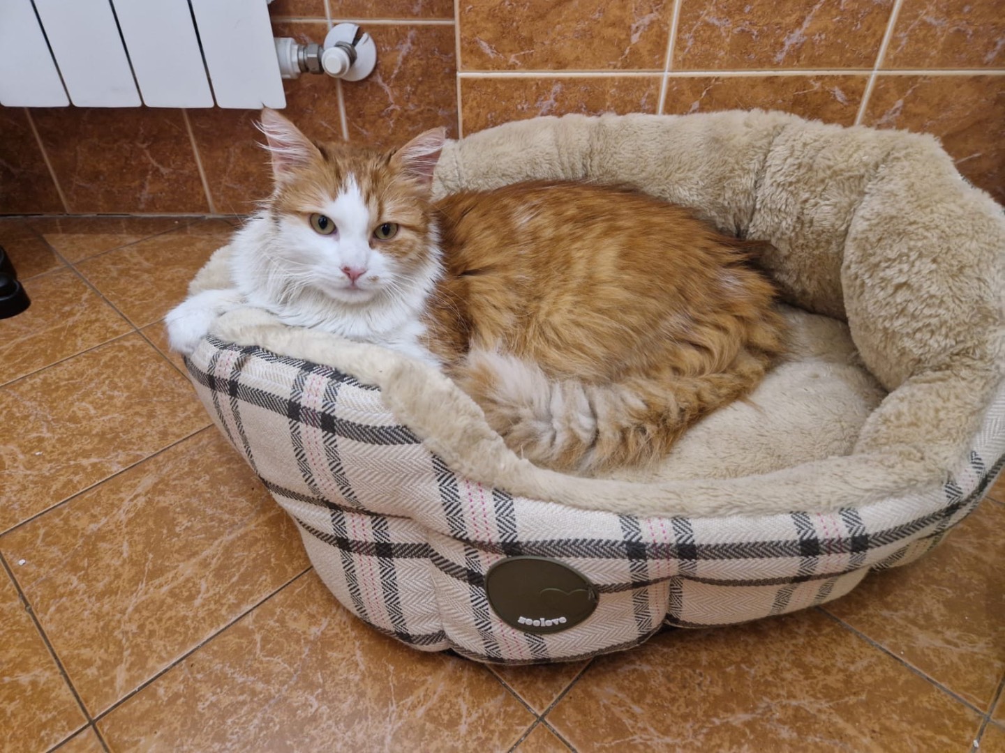 Foto dell'animale