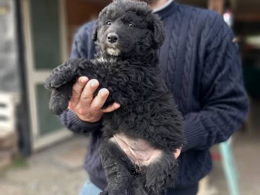 Foto dell'animale