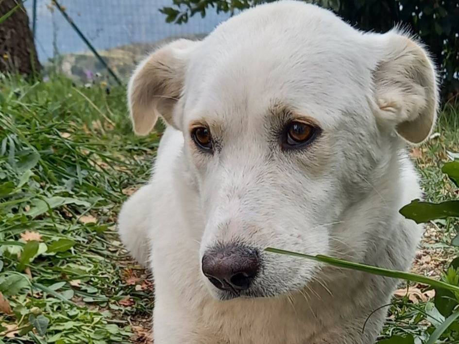 Foto dell'animale