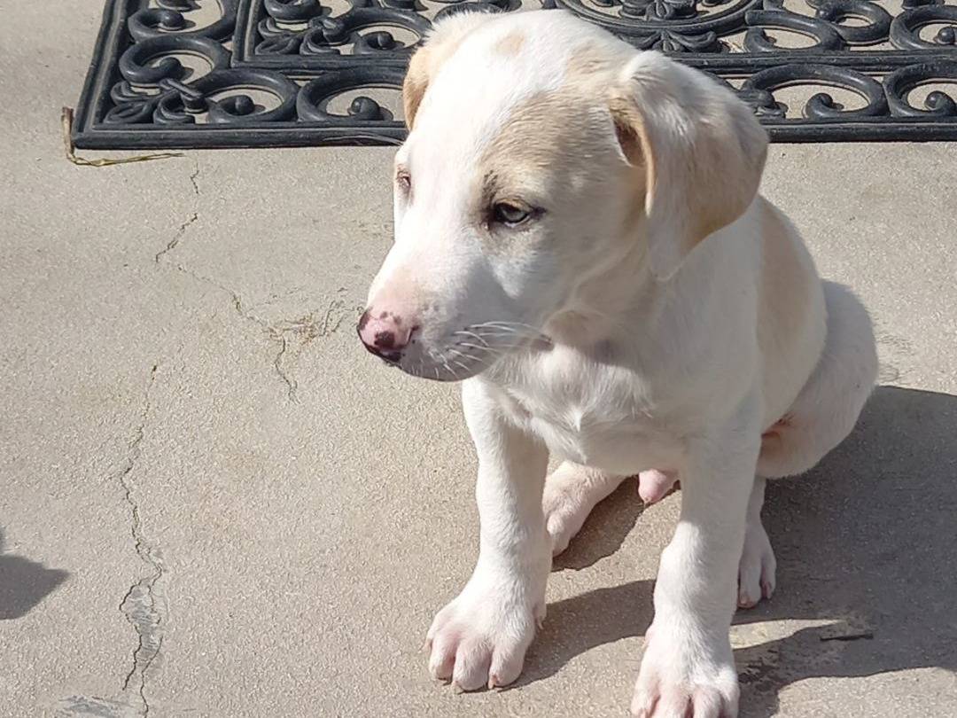 Adotta un cane, maschio, 5 mesi, Catanzaro