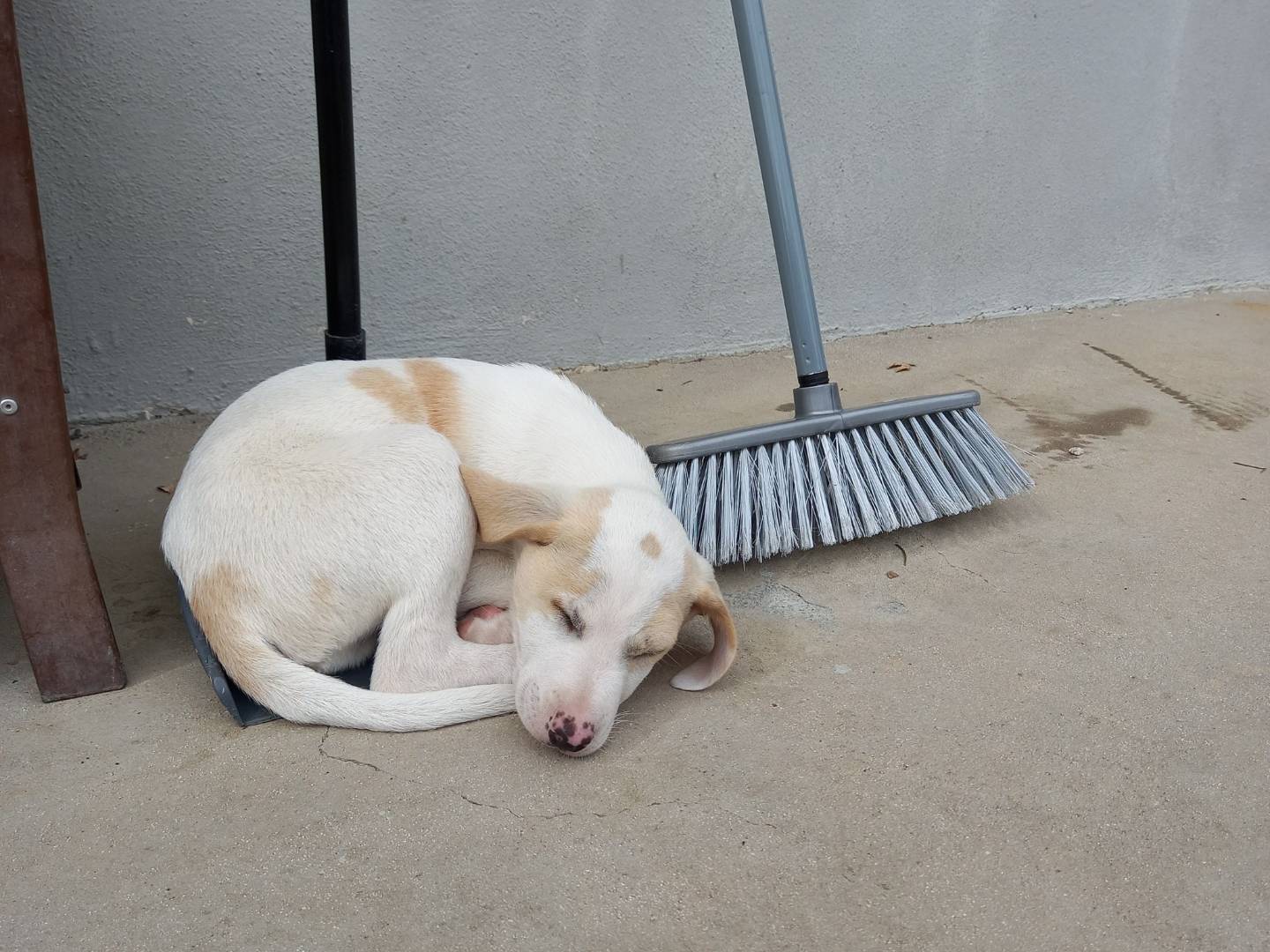 Adotta un cane, taglia media, maschio, Catanzaro